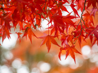 Beautiful autumn leaves in Japan