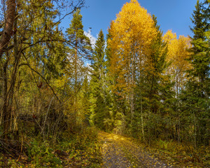Autumn landscape in Karelia with road.