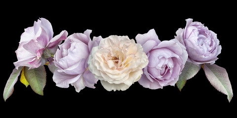 Lilac and white roses isolated on black background. Floral arrangement, bouquet of garden flowers. 