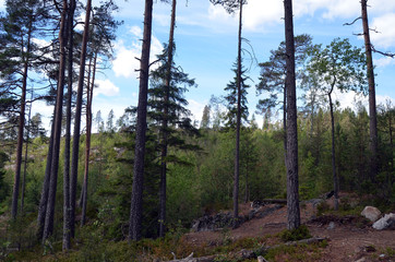 Forest on a summer day in Central Norway