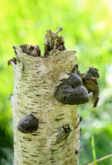 Pilz, Pilze bevölkern den Wald und erfüllen ihn mit Leben