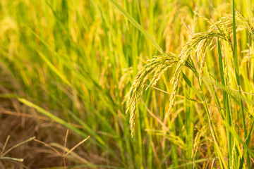 Rice in field conversion test at North Thailand,rice yellow color