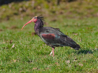 The northern bald ibis, hermit ibis, or waldrapp (Geronticus eremita) bred in a wildlife recovery center