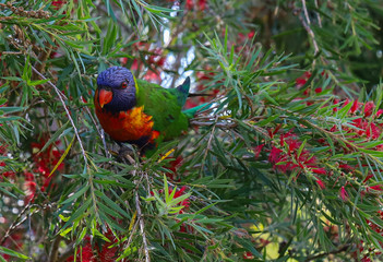 rainbow lorikeet in a tree