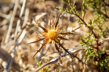 eine Ansicht, Nahaufnahme einer Distel Blüte