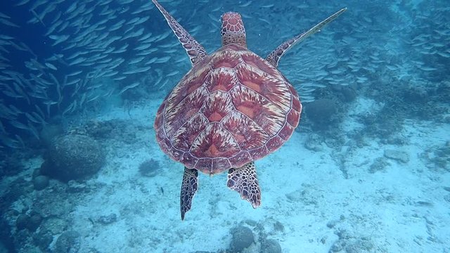 Green sea turtle (chelonia mydas) swims gracefully close to a massive school of sardines, slow motion.
