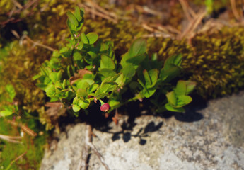 Blooming Lingonberry bush and flowers growing at the rock stone. Forest berries