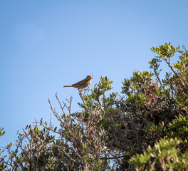 Ein Vogel, Singvogel auf den Ast, Zweig eines Baumes