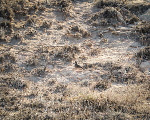 ein Vogel, Singvogel auf einem sehr kargen Boden