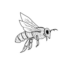 Honey bee vintage drawing. Hand drawn isolated insect sketch. Engraving style illustrations. for logo design tamplate