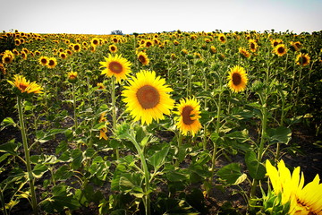 Campo di girasole coltivati nel delta del pi. Italia.