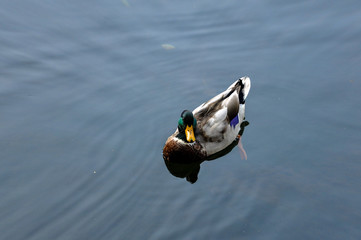 Ente auf dem See