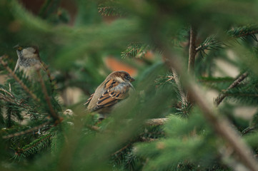 Eurasian tree sparrow sitting on tree branch with green blurred background.  Sparrow on the tree
