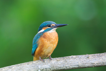 Kingfisher