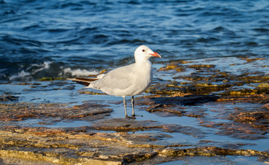 Eine Möwe am Strand der Ostsee, gehört einfach dazu
