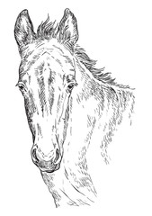 Horse portrait vector 28