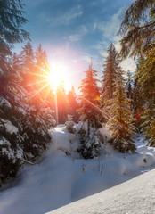 Incredible Wintry Sunset. Winter Mountain Forest.