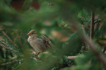 Eurasian tree sparrow sitting on tree branch with green blurred background.  Sparrow on the tree