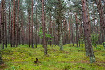 Beautiful pine forest on the Baltic sea seaside. Poland