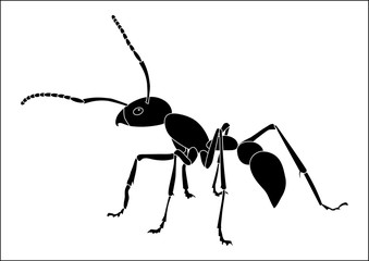 Dessin vectoriel noir et blanc d’une fourmis.