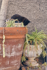 little black cat on a ceramic pot