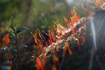 Naklejka na ściany i meble Blooming moss macro photo. Spring forest background