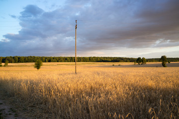 Fototapeta na wymiar grain fields near Lipce Reymontowskie, Poland