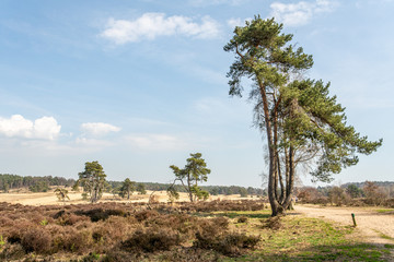 View over Nationaal Park Veluwe Zoom near Rozendaal in The Netherlands, a national park.