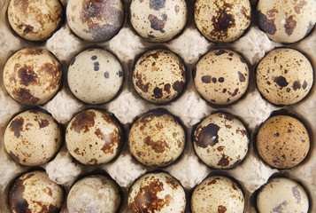 Quail eggs, top view