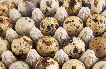 Quail eggs background