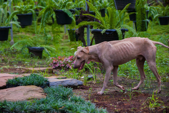 skinny dog in the garden, the dog is very hungry
baby goat in the zoo
Thai dog is very hungry
