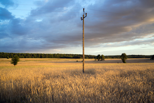 grain fields near Lipce Reymontowskie, Poland