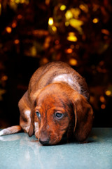 puppy portrait gold bokeh dark background 