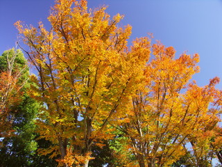 公園の欅の黄葉と青空