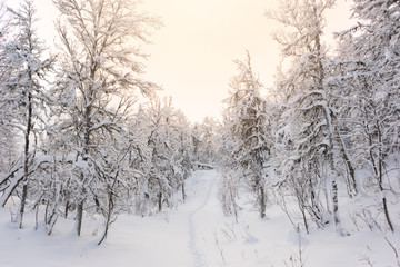 Fototapeta na wymiar Pathway in winter landscape between snow covered birch trees in Norwegian Lapland. Foot prints in fresh snow. Crooked branches with snow on. Pale winter sun light, bright white colors. Tromso, Norway.