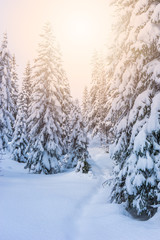 Winter landscape with spruce forest and pathway in the snow. Sunshine on tree tops. Fir trees with thick layer of snow on the branches. Christmas mood. Tromso, Norway.