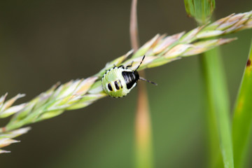 Ein Käfer auf einem Grashalm
