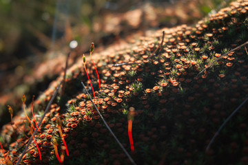 Blooming moss macro photo. Spring forest background