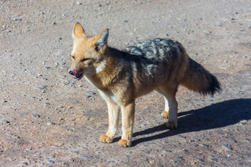 Fox - Atacama
