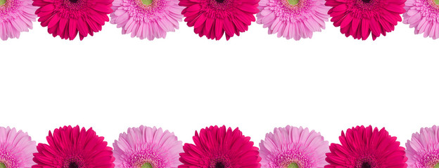 Pink and purple gerbera flowers border on white background isolated close up, red gerber flower seamless pattern, greeting card decorative frame, daisy floral ornament line, design element, copy space