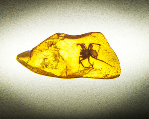 Prehistorical insect trapped in Amber stone
