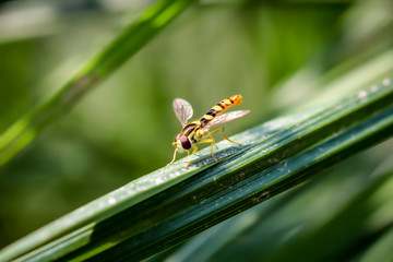 Macro einer Schwebfliege auf einem Grashalm