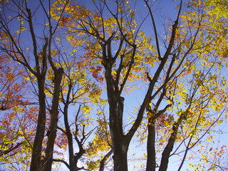逆光で見る公園の黄葉の欅