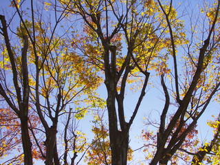 逆光で見る公園の黄葉の欅