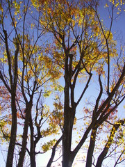 逆光で見る公園の黄葉の欅