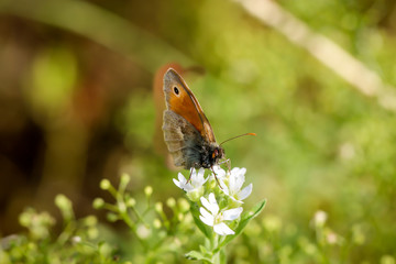 ein Schmetterling auf einer Blüte