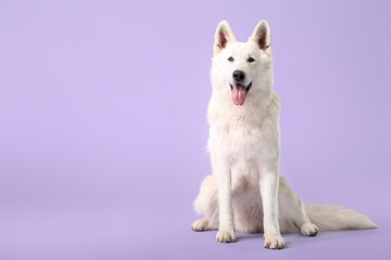 Cute funny dog on color background