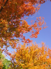公園の欅の黄葉と紅葉と青空