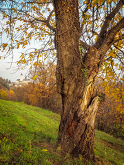Fototapeta premium Tree in autumn with castle of forchtenstein in the background