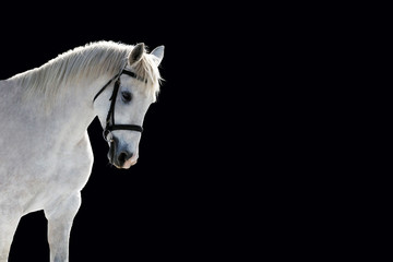 Beautiful white horse isolated on a black background. Horse portrait, copy space